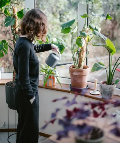 Plantevenligt hjem: Sådan integrerer du planter i din indretning